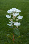 Image of panicled hydrangea