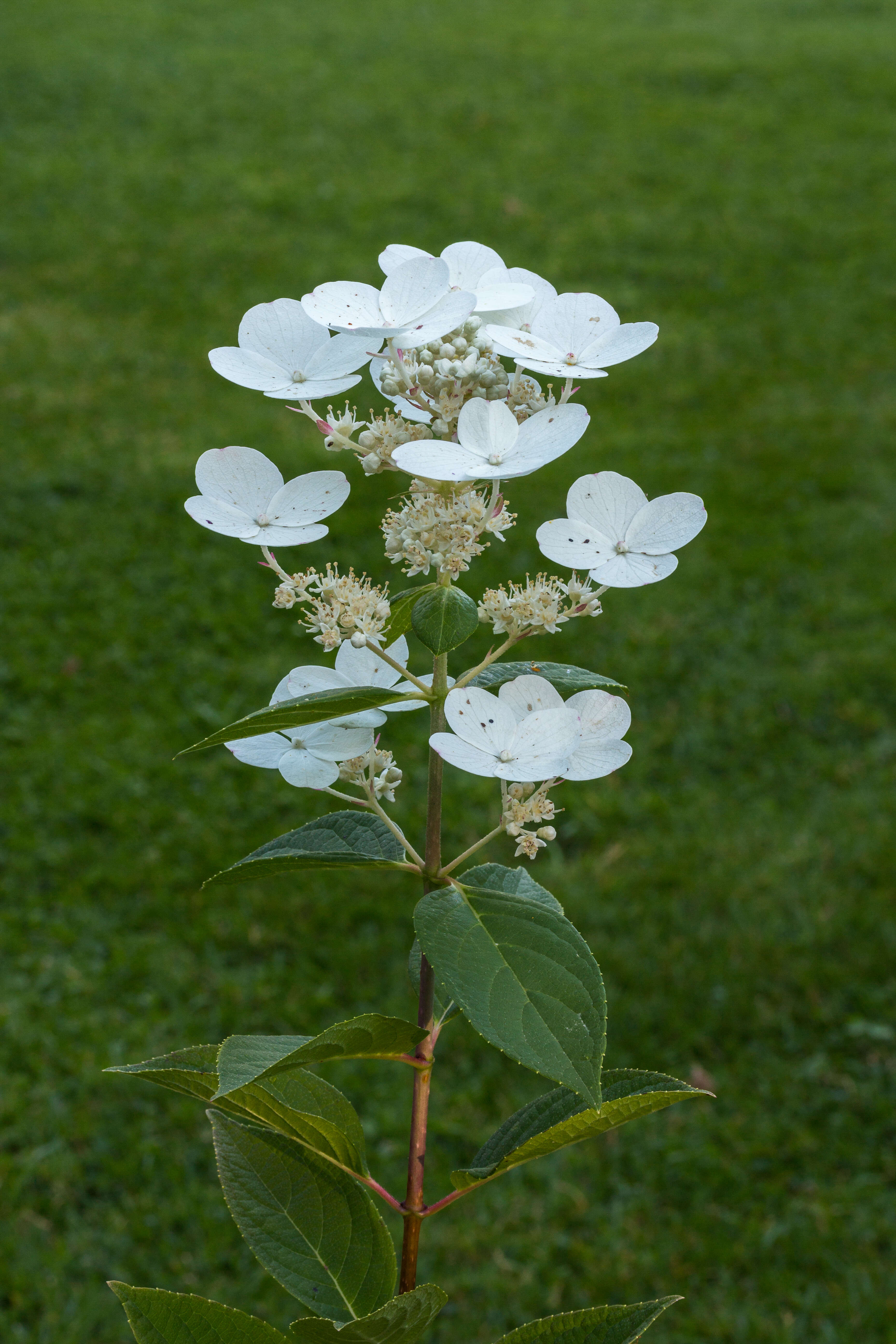 Image of panicled hydrangea