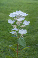 Image of panicled hydrangea