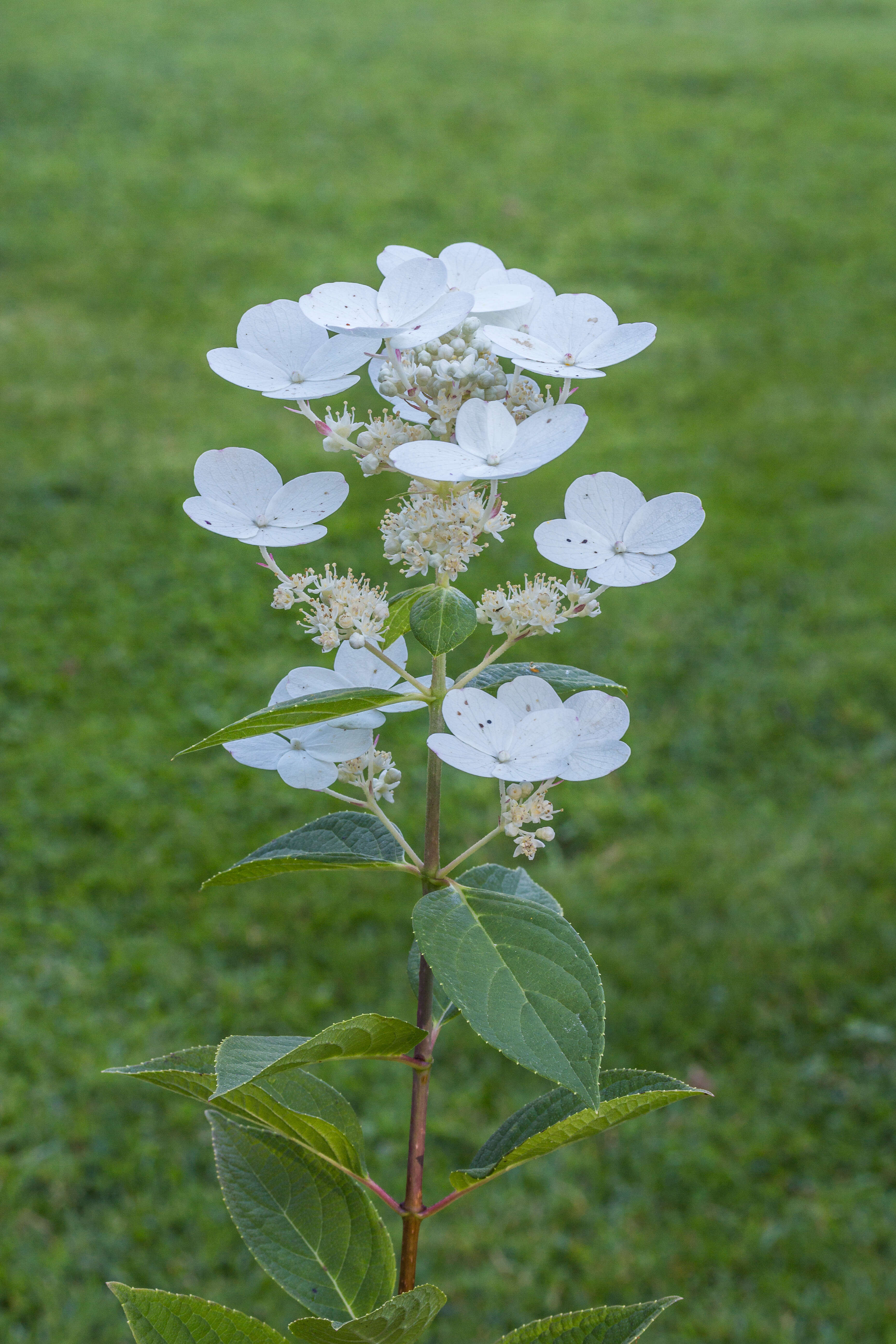 Image of panicled hydrangea