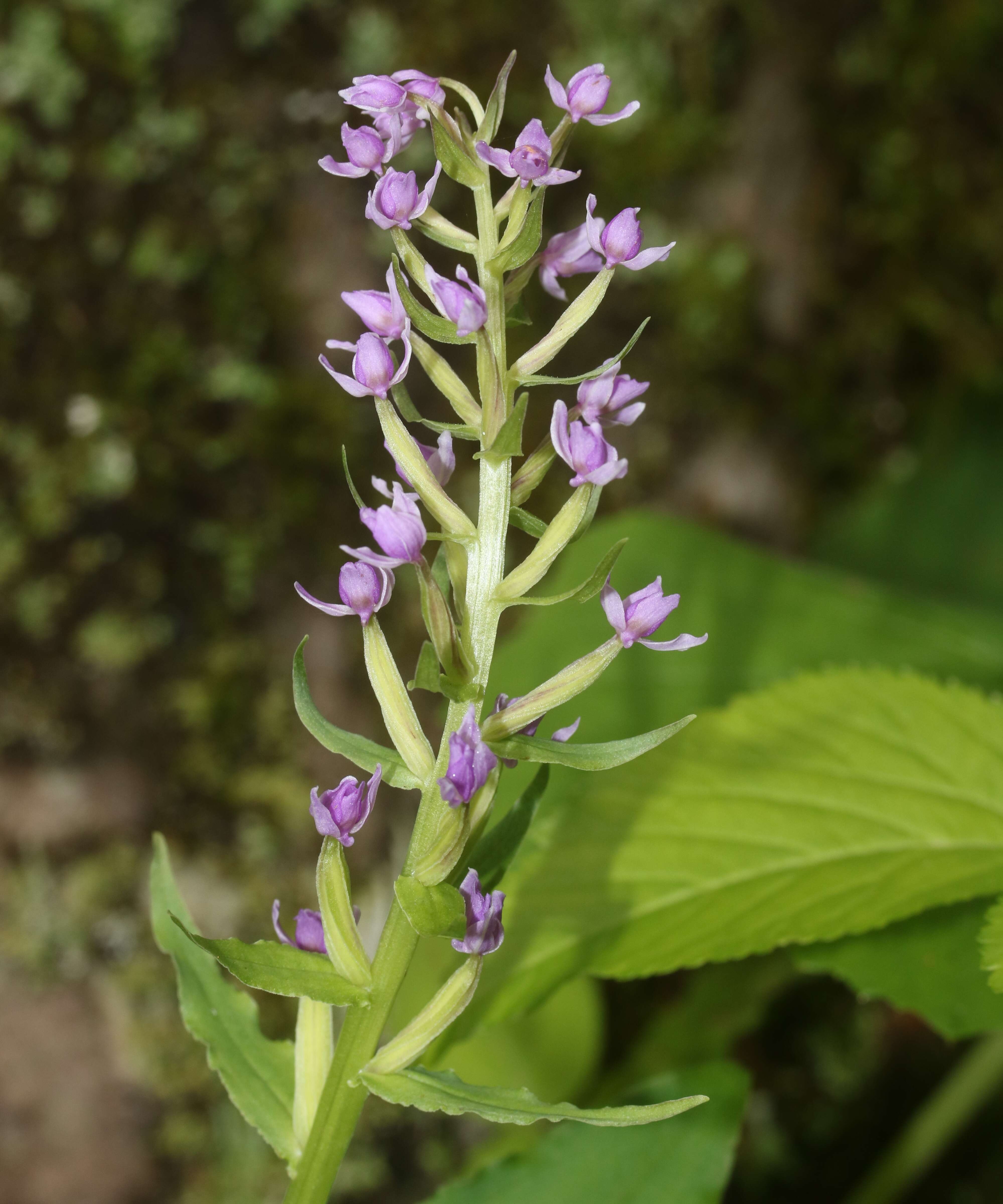 Plancia ëd Galearis camtschatica (Cham.) X. H. Jin, Schuit. & W. T. Jin