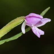 Image of Galearis camtschatica (Cham.) X. H. Jin, Schuit. & W. T. Jin