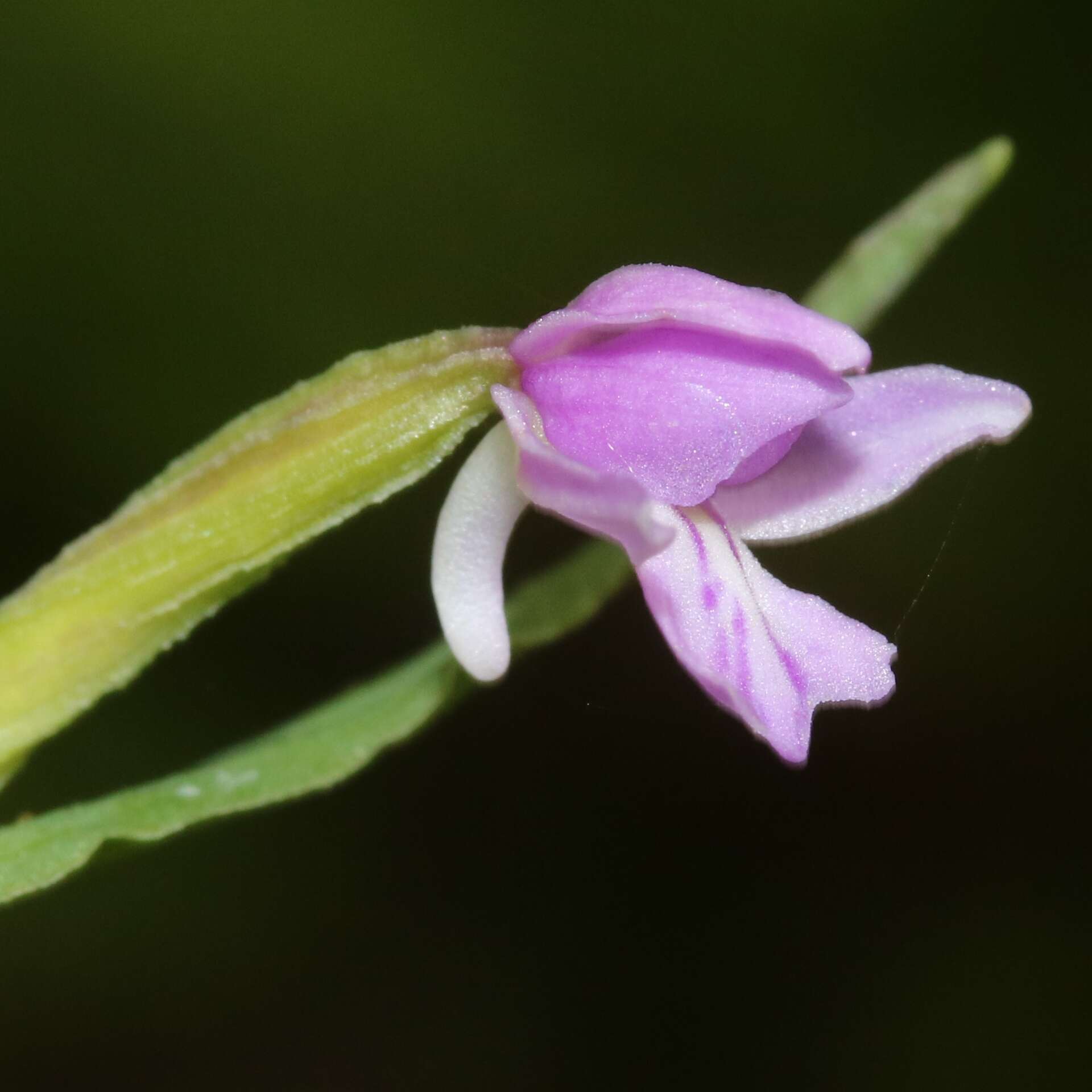 Plancia ëd Galearis camtschatica (Cham.) X. H. Jin, Schuit. & W. T. Jin