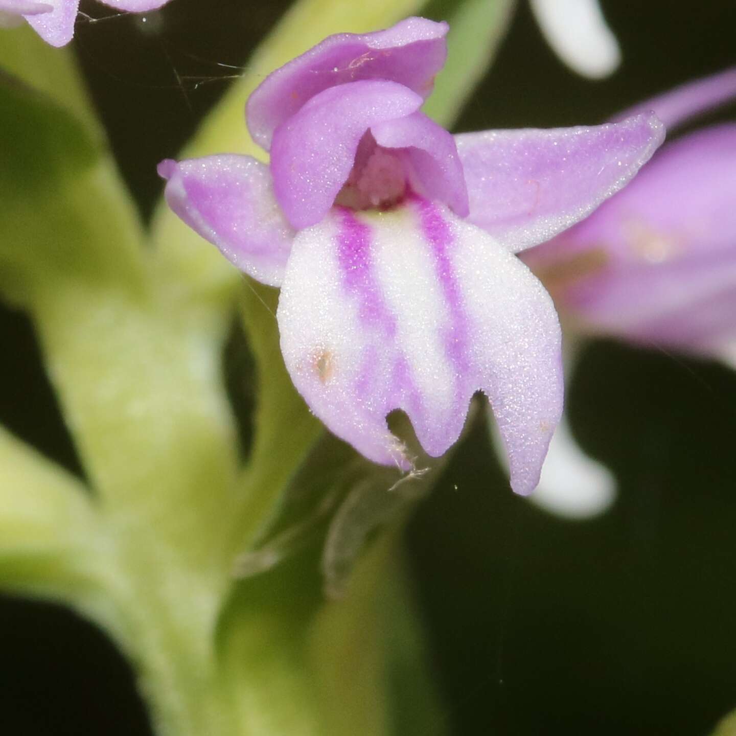 Image of Galearis camtschatica (Cham.) X. H. Jin, Schuit. & W. T. Jin