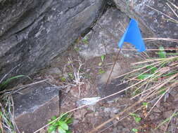 Image of Haleakala schiedea