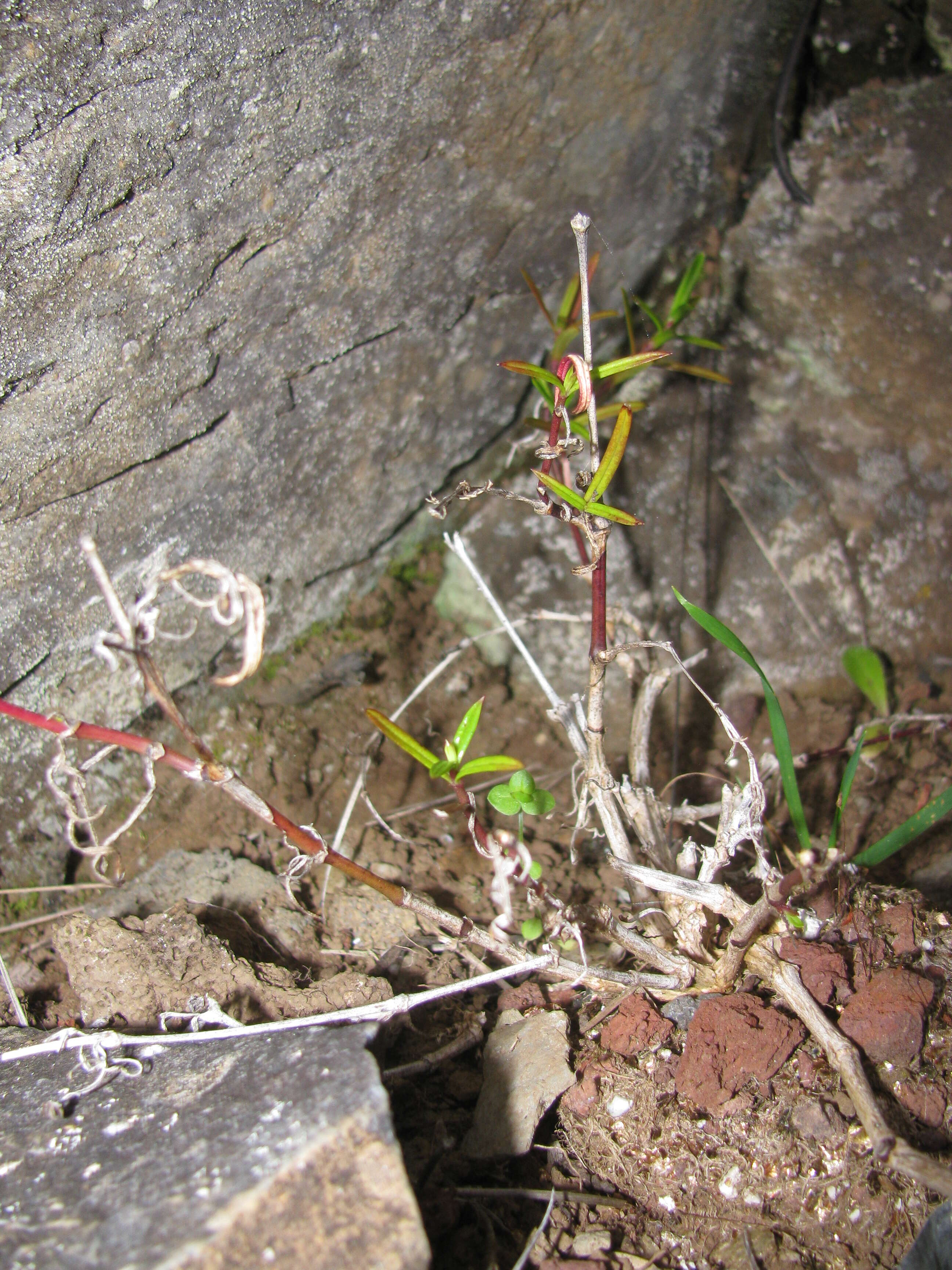 Image of Haleakala schiedea