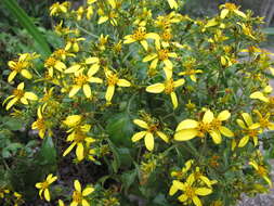 صورة Bidens micrantha Gaud.