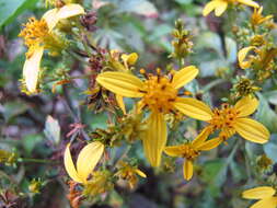 صورة Bidens micrantha Gaud.