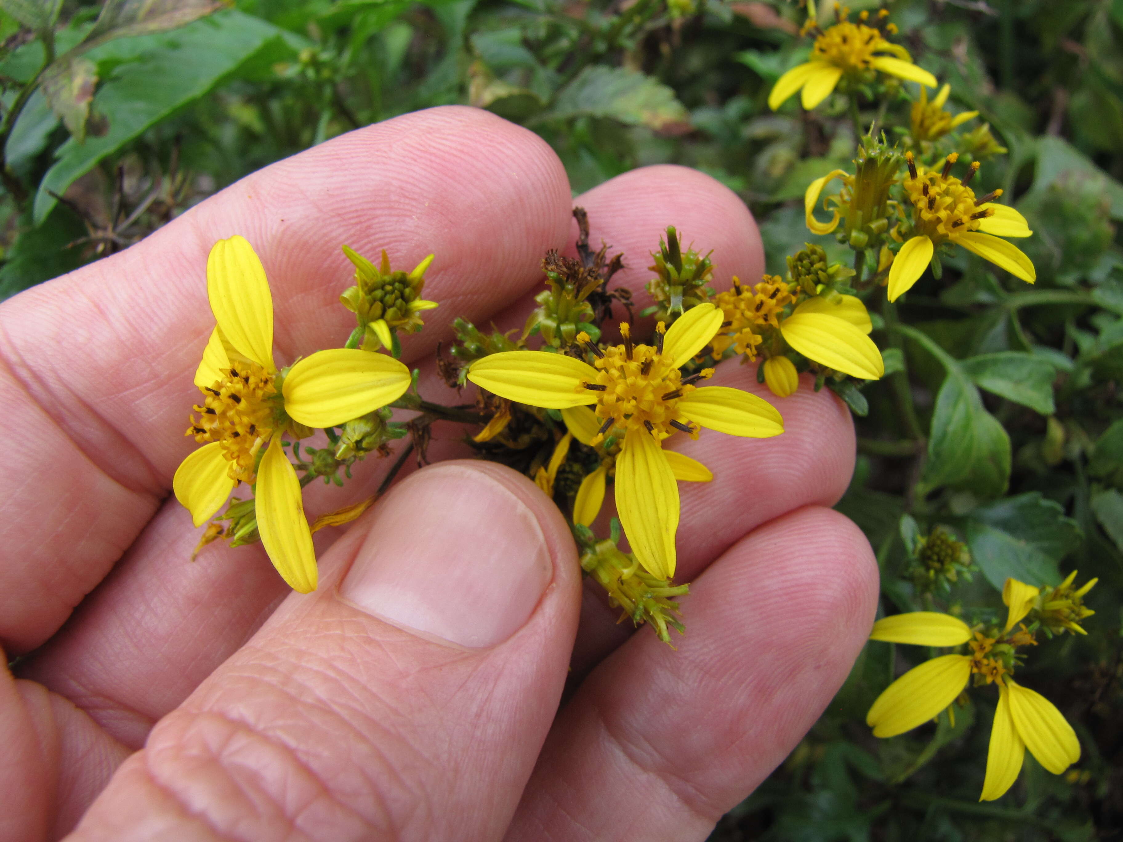 صورة Bidens micrantha Gaud.