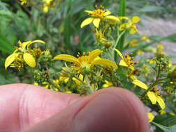 صورة Bidens micrantha Gaud.