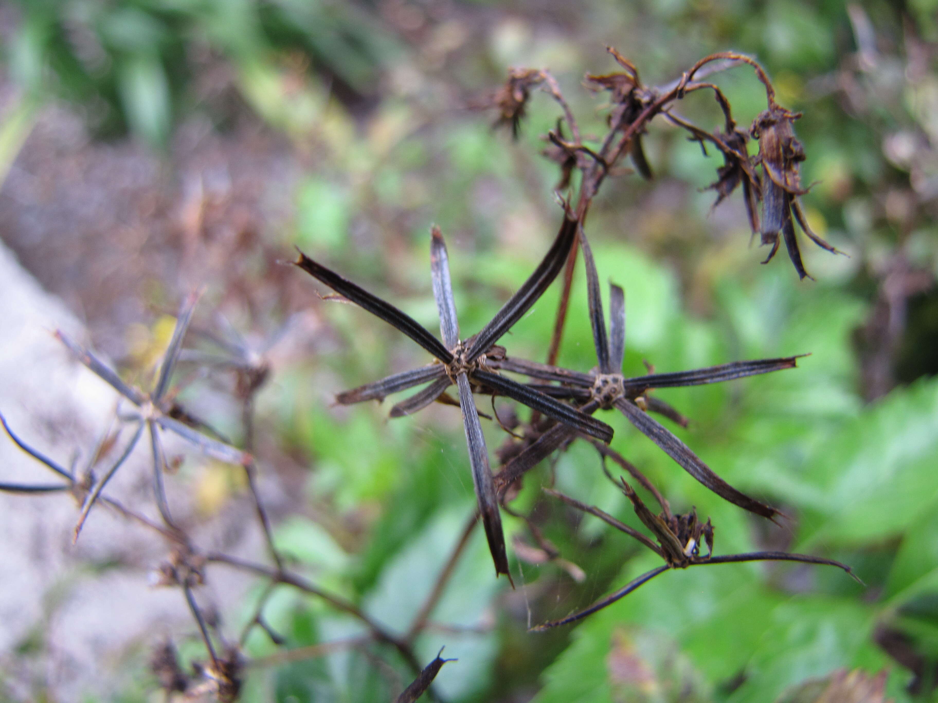 صورة Bidens micrantha Gaud.