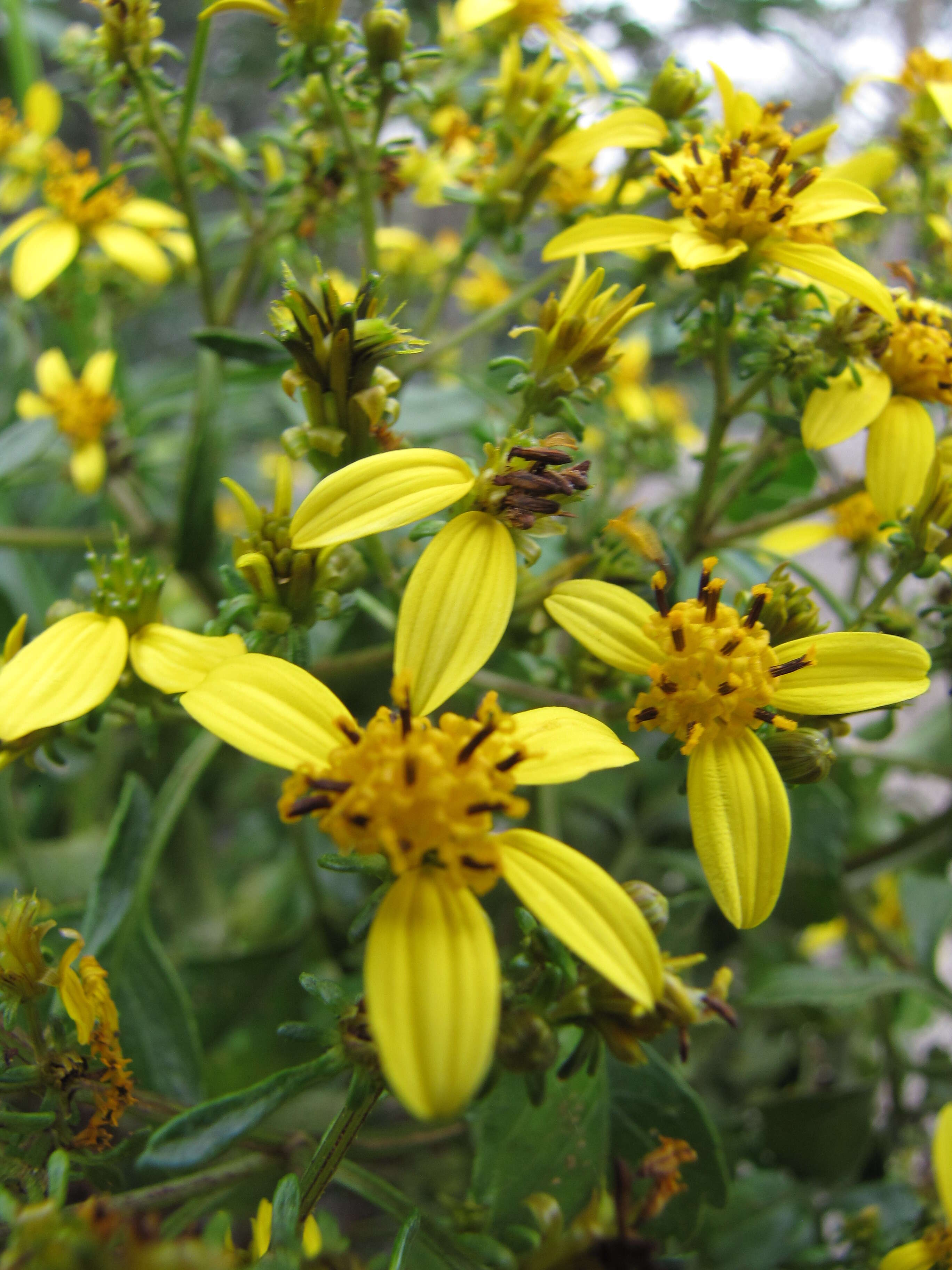 صورة Bidens micrantha Gaud.