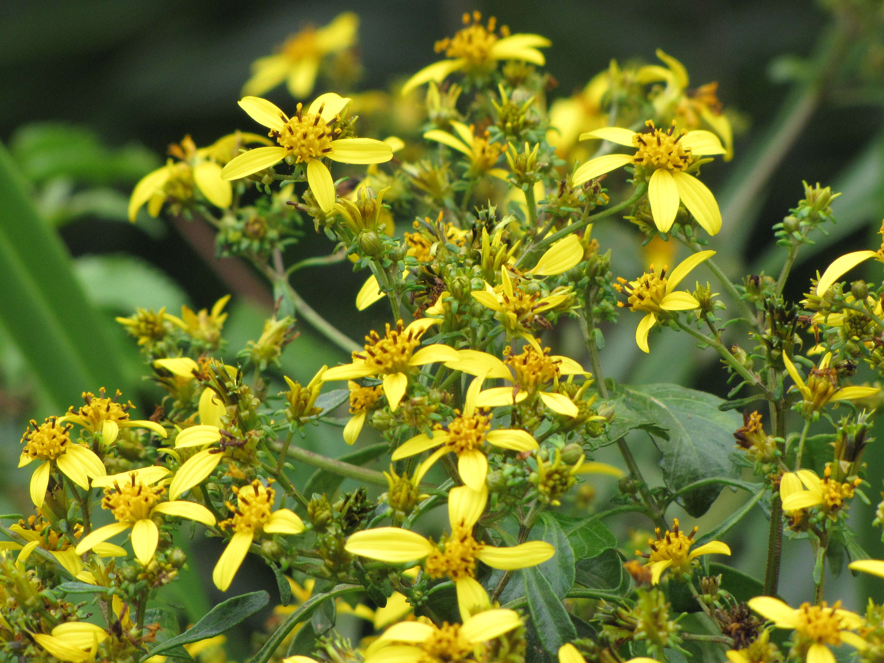 صورة Bidens micrantha Gaud.