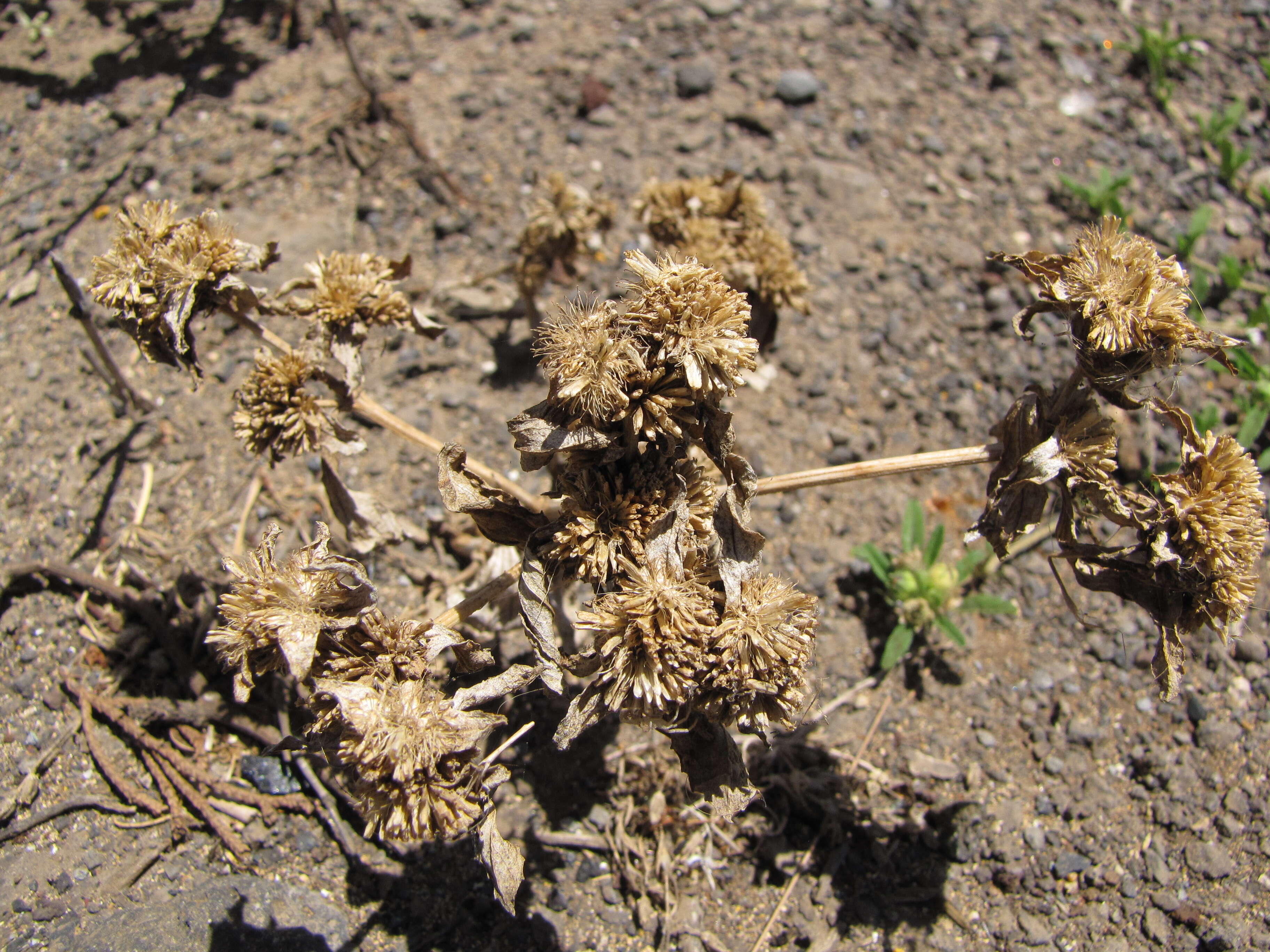 Image of clustered yellowtops