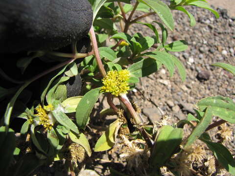 Image of clustered yellowtops