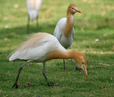 Image of Eastern Cattle Egret