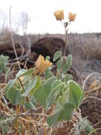 Imagem de Abutilon incanum (Link) Sweet