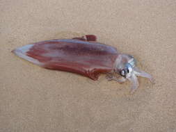 Image of Diamondback Squid