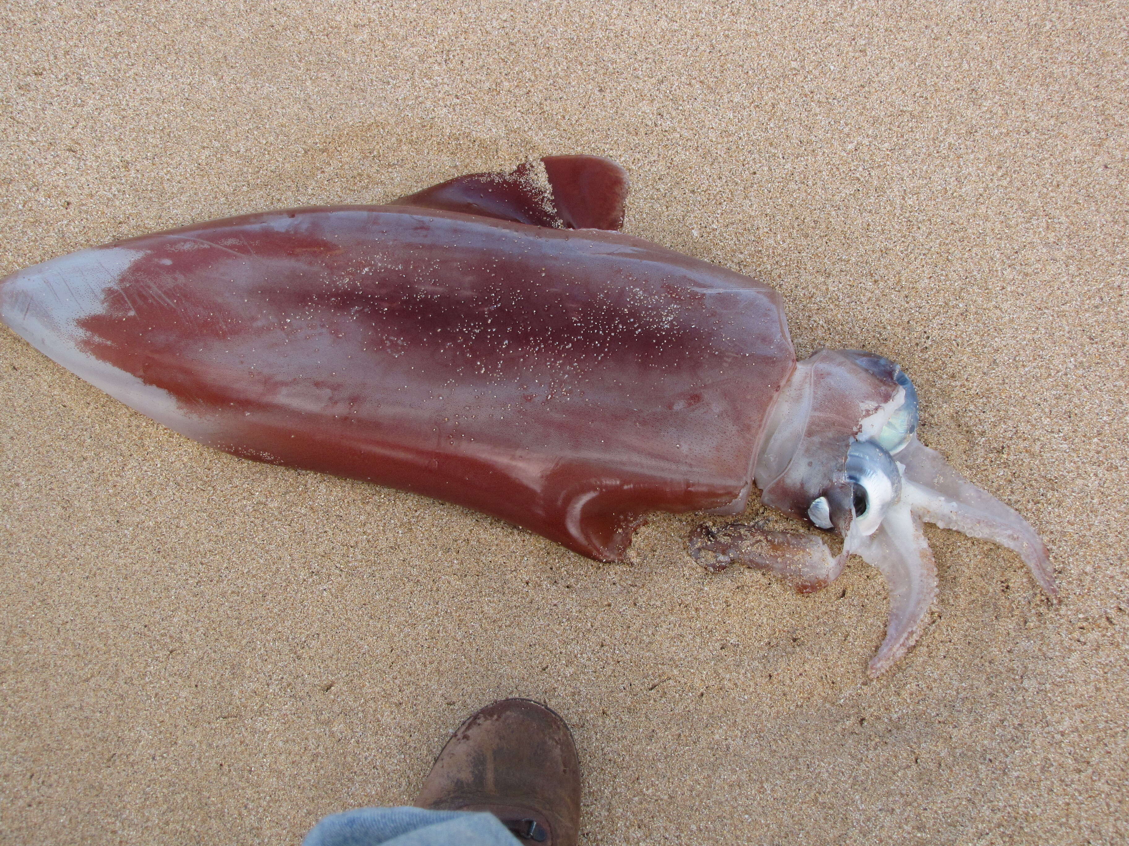 Image of Diamondback Squid