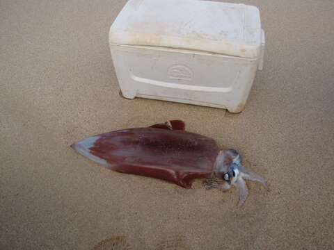 Image of Diamondback Squid