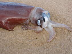 Image of Diamondback Squid