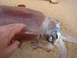 Image of Diamondback Squid