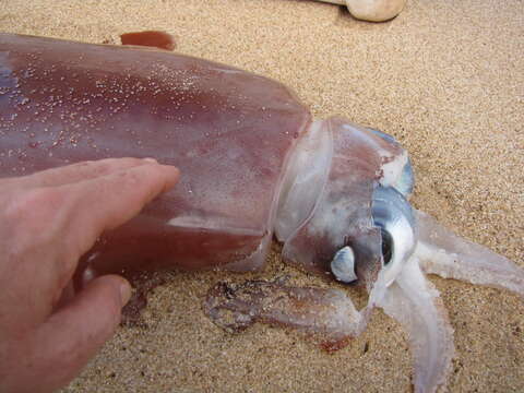 Image of Diamondback Squid