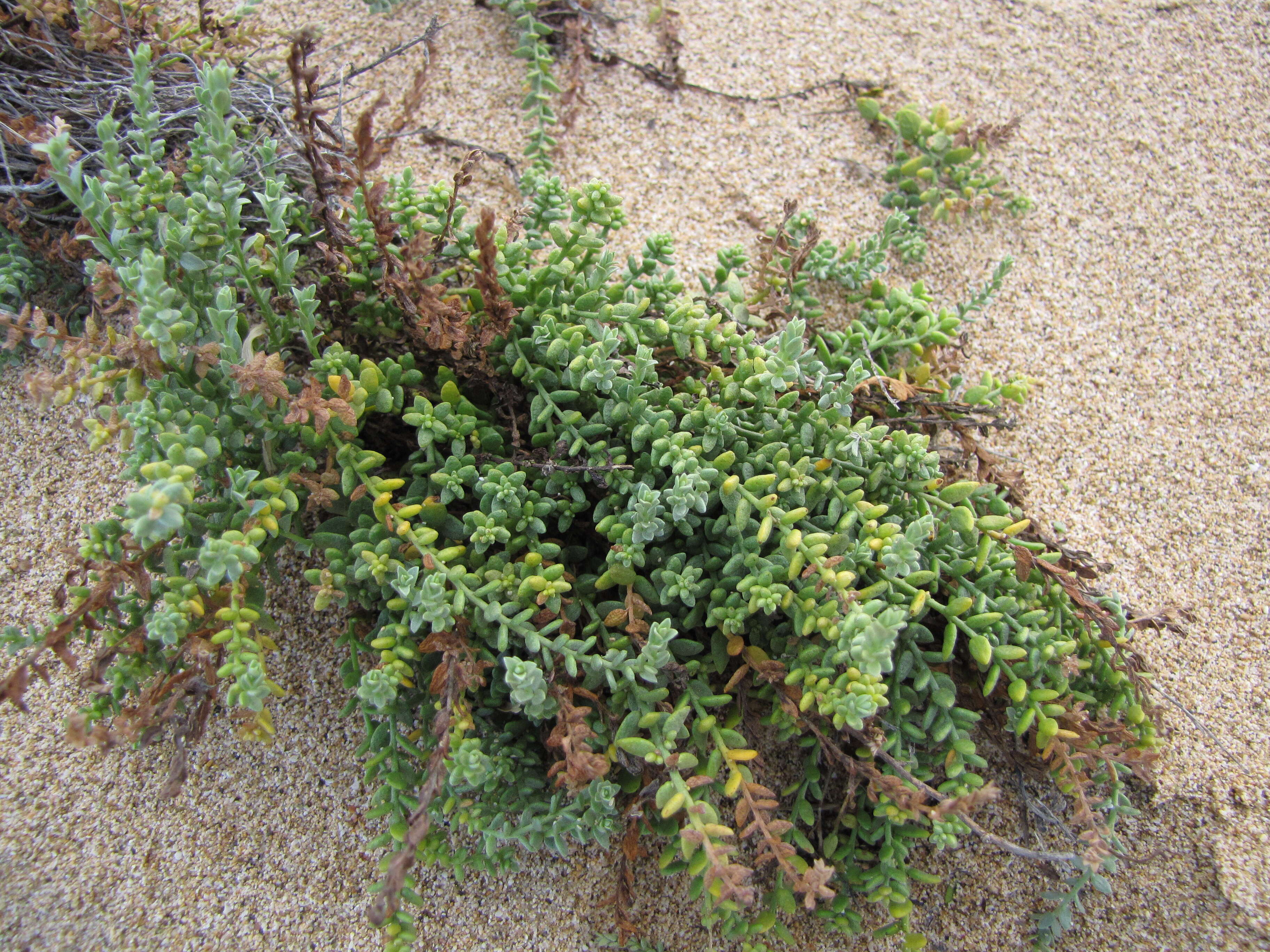 Image of spreading alkaliweed