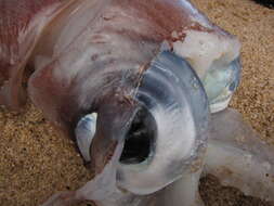 Image of Diamondback Squid