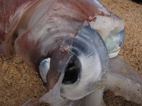 Image of Diamondback Squid