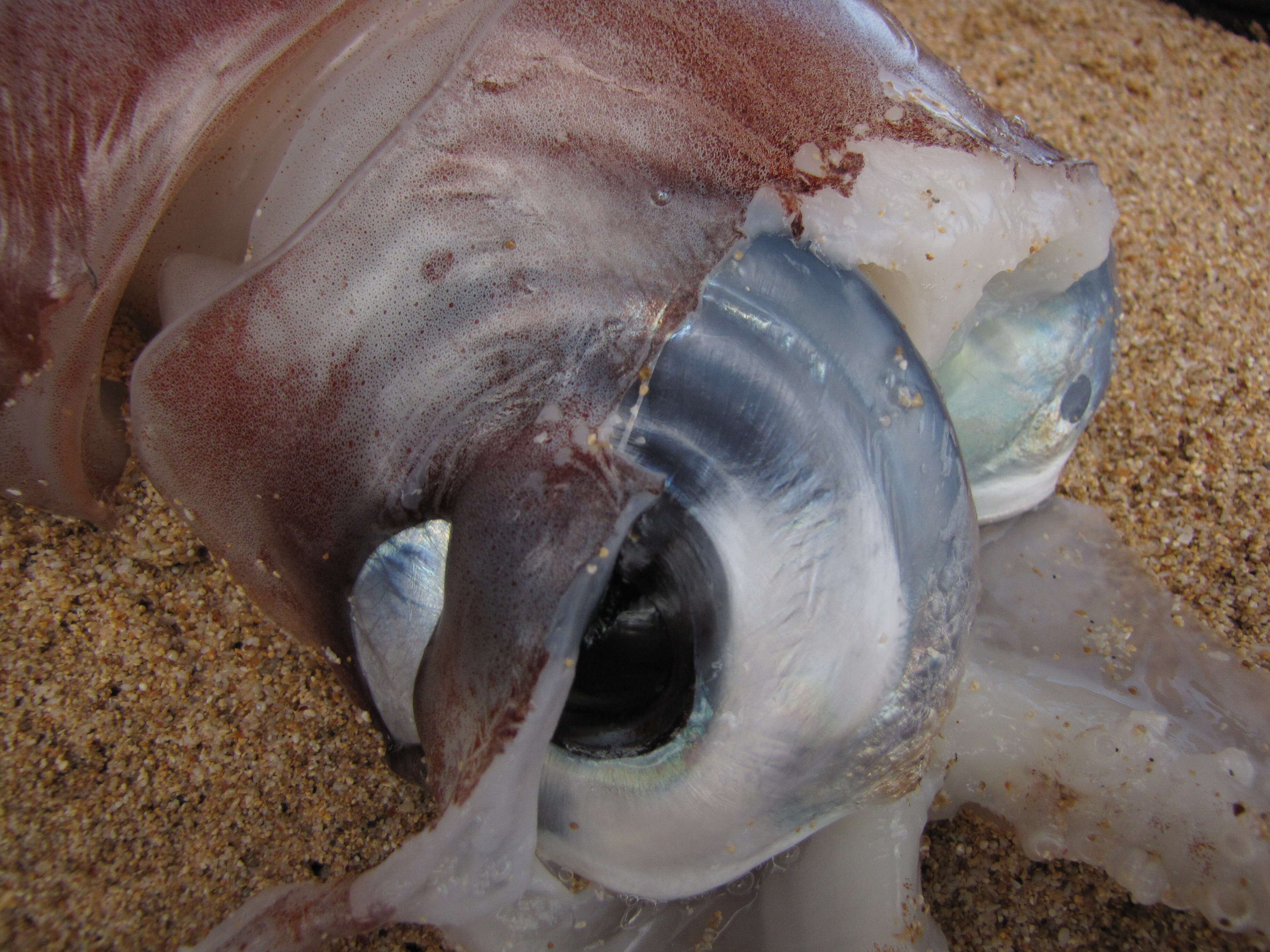 Image of Diamondback Squid