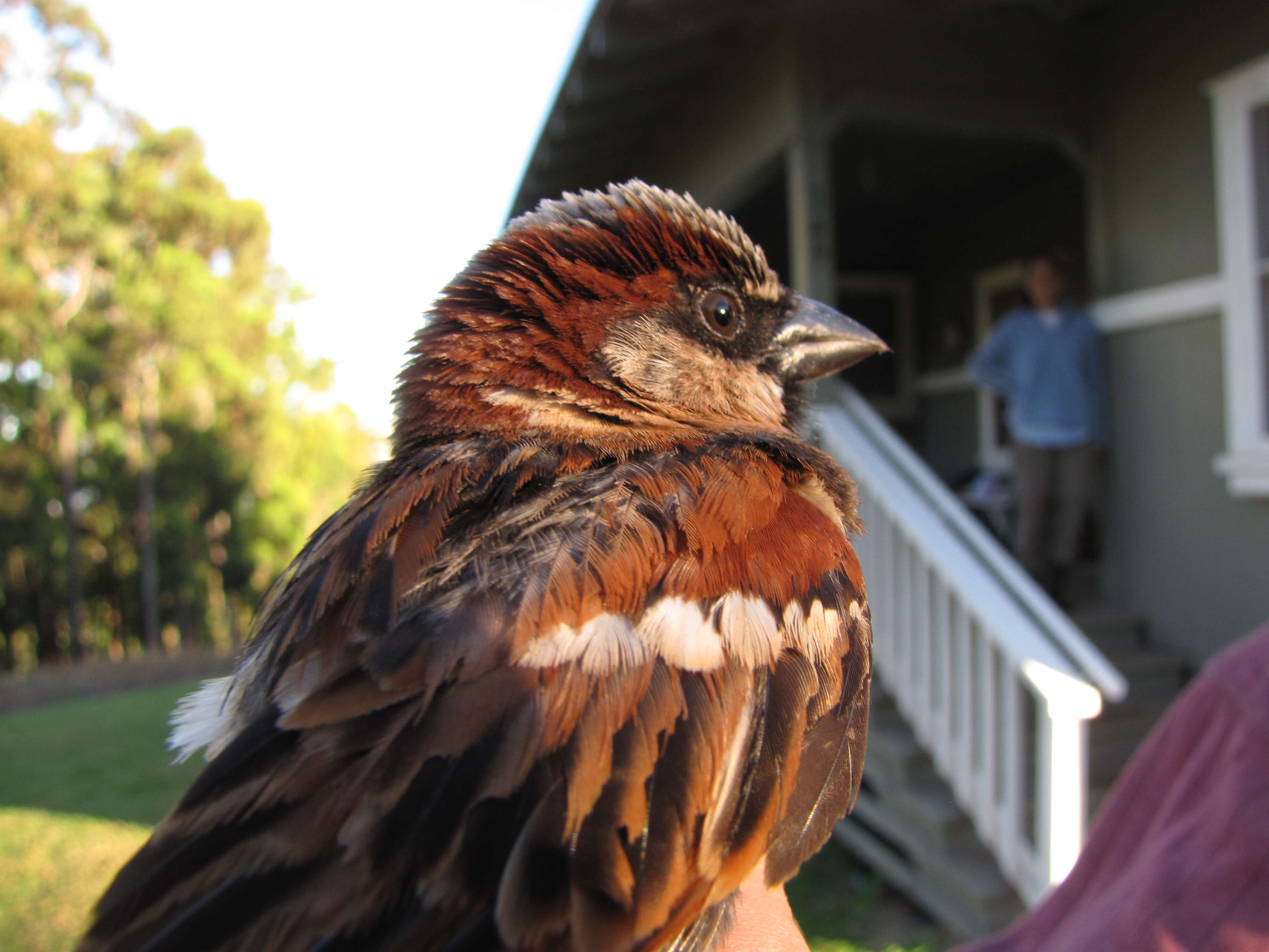 Image of gray ironbark