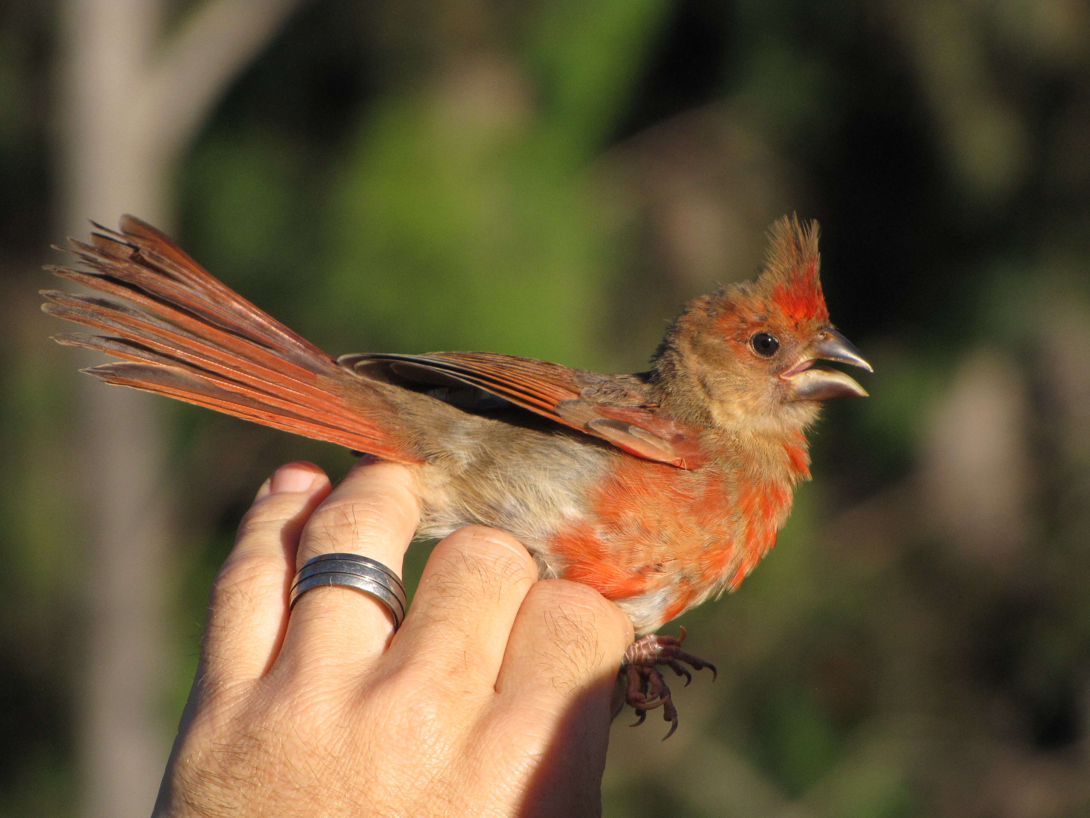 Image of gray ironbark