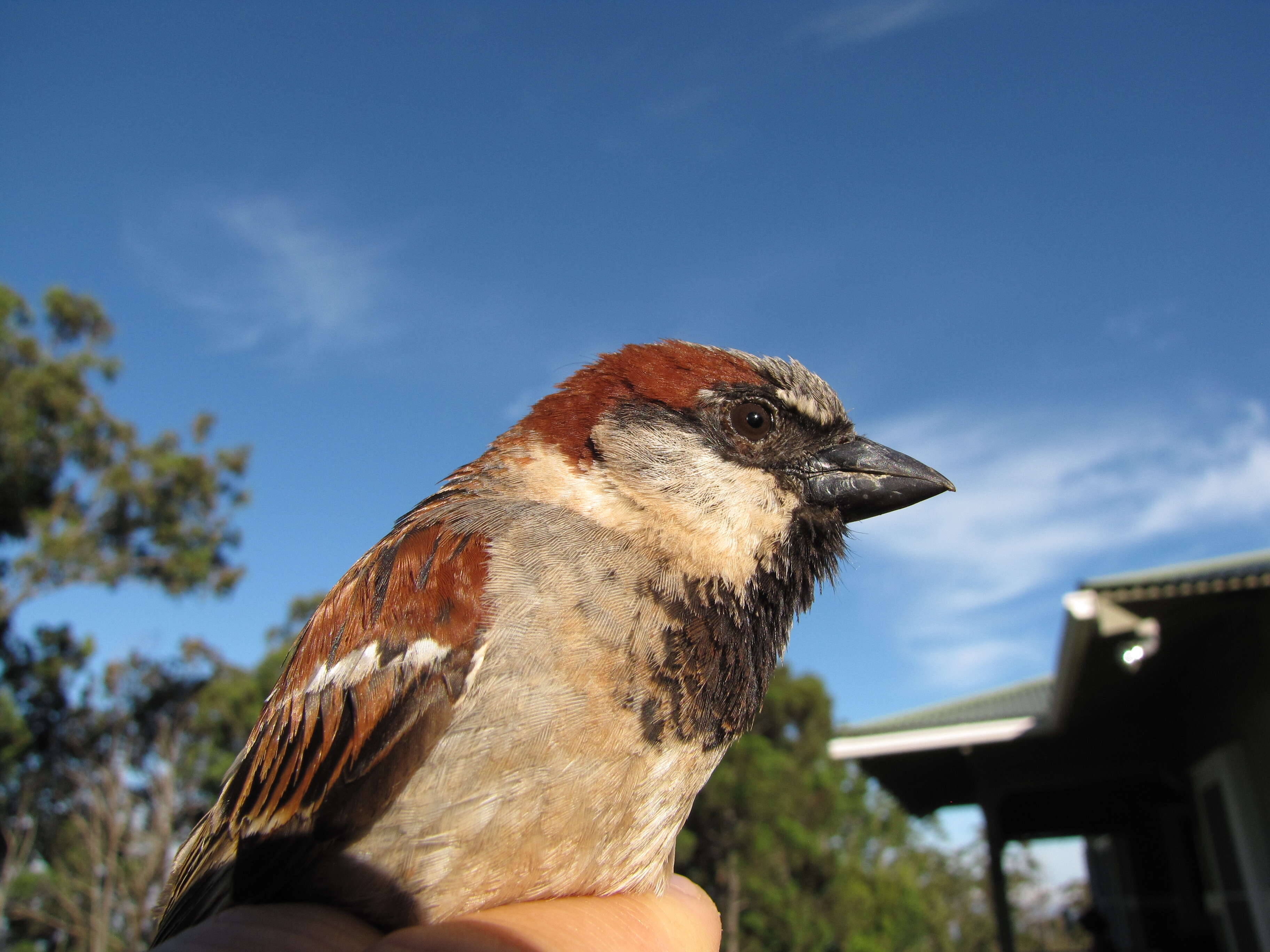 Image of gray ironbark