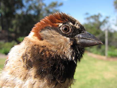 Imagem de Eucalyptus robusta Sm.