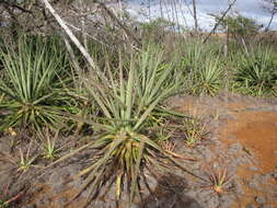 Image of Sisal