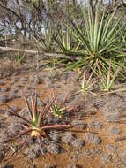 Plancia ëd Agave sisalana Perrine