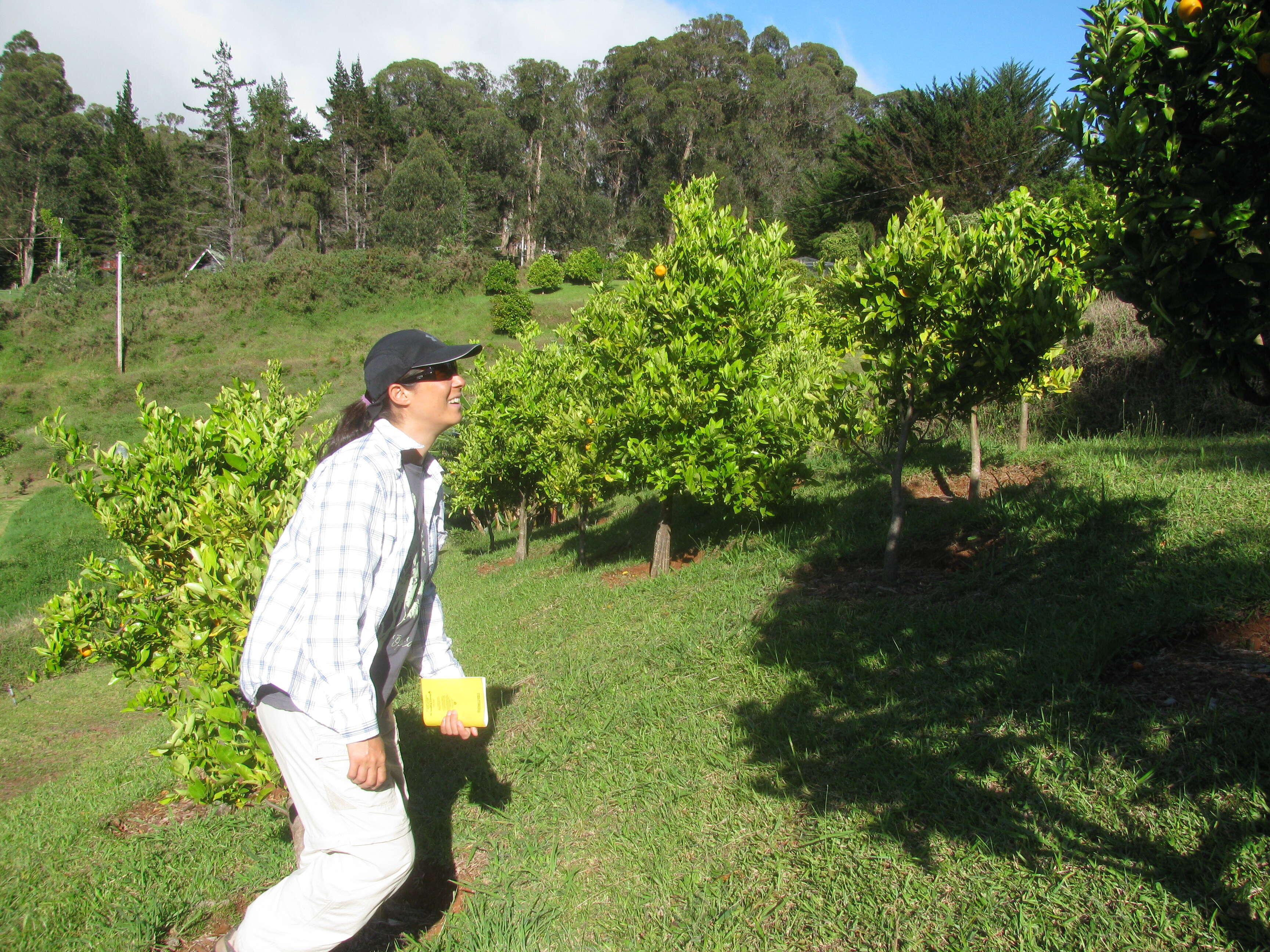 Image of Citrus × sinensis