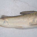 Image of Guri Sea Catfish