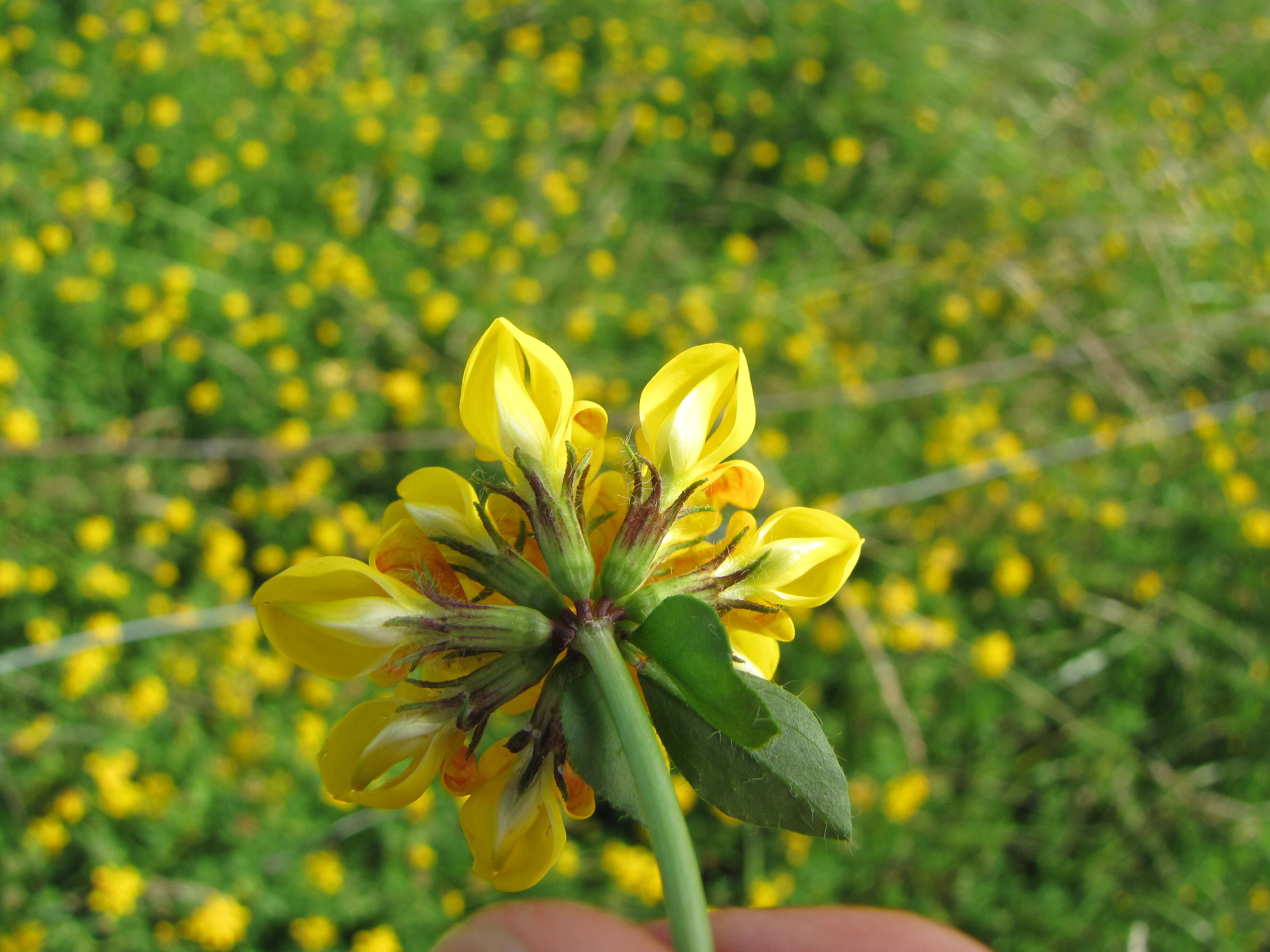 Imagem de Lotus pedunculatus Cav.