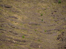 Image of purple pampas grass