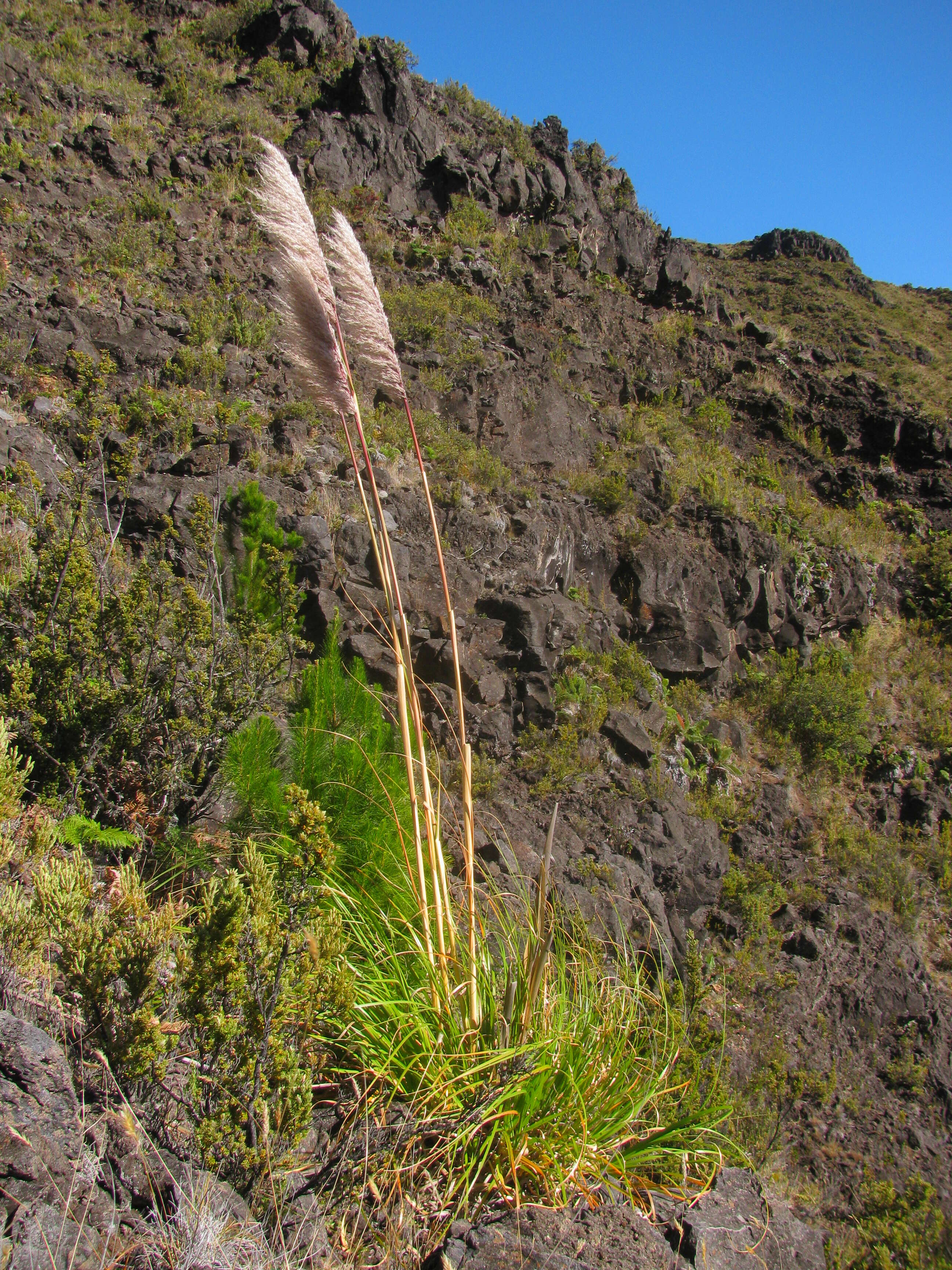 Image of purple pampas grass