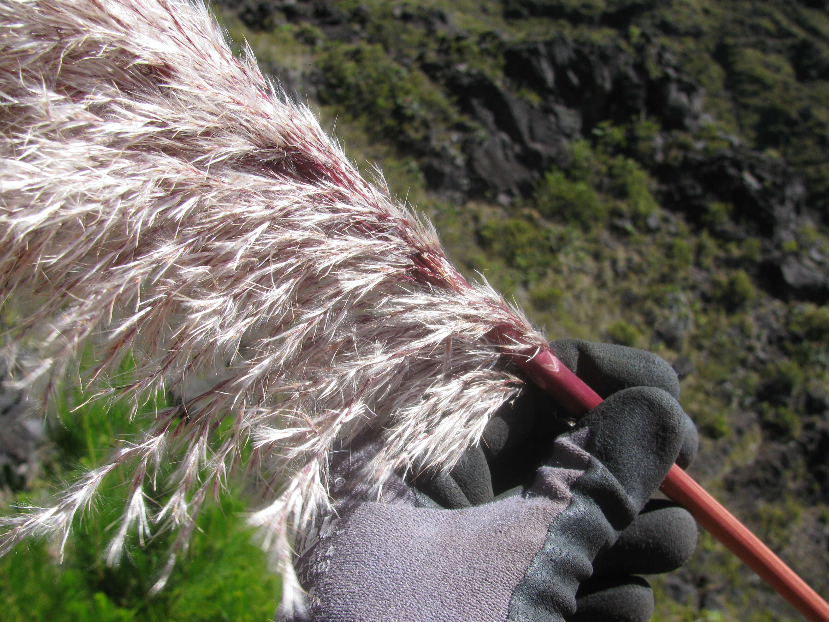 Image of purple pampas grass