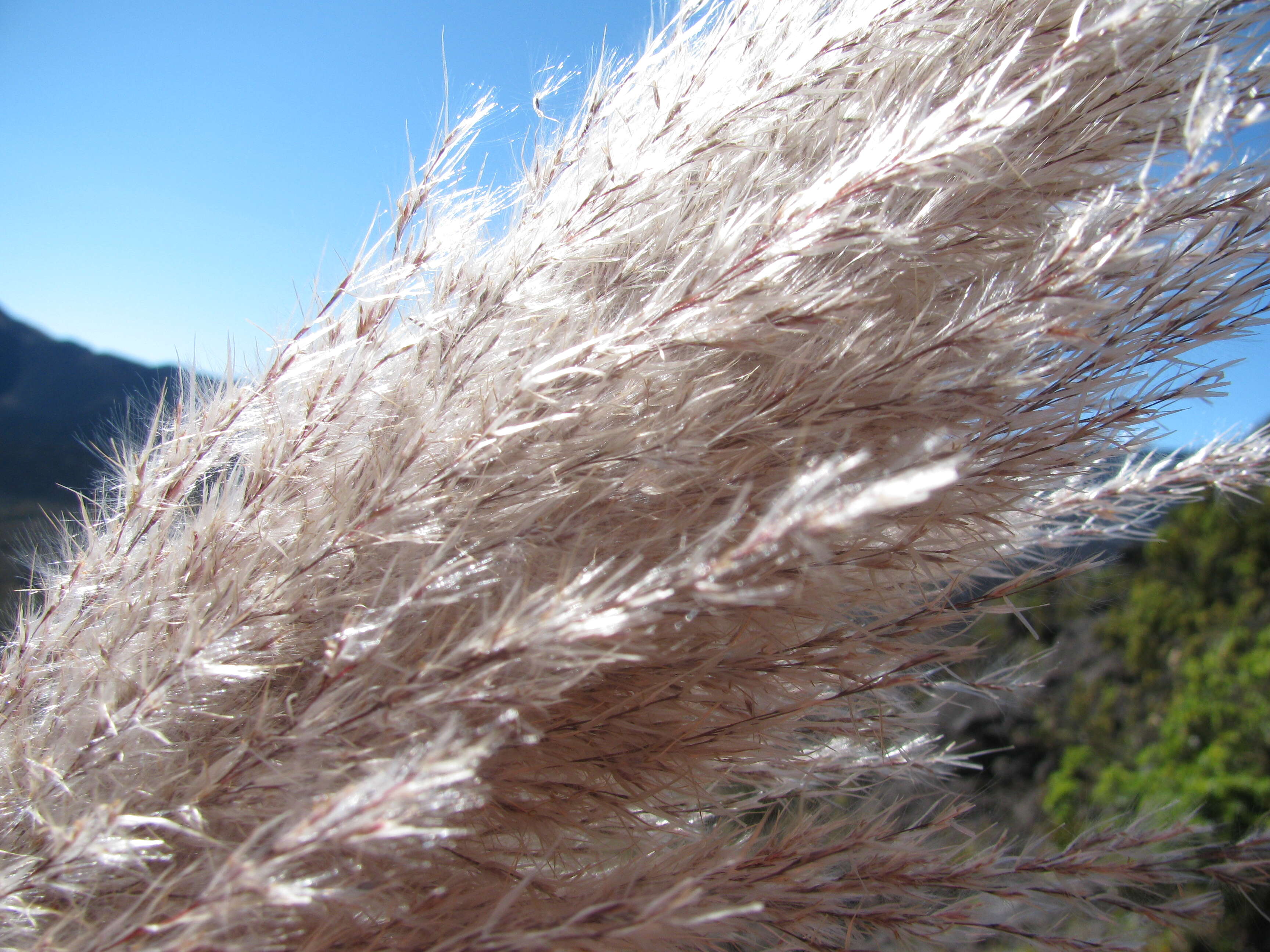 Image of purple pampas grass