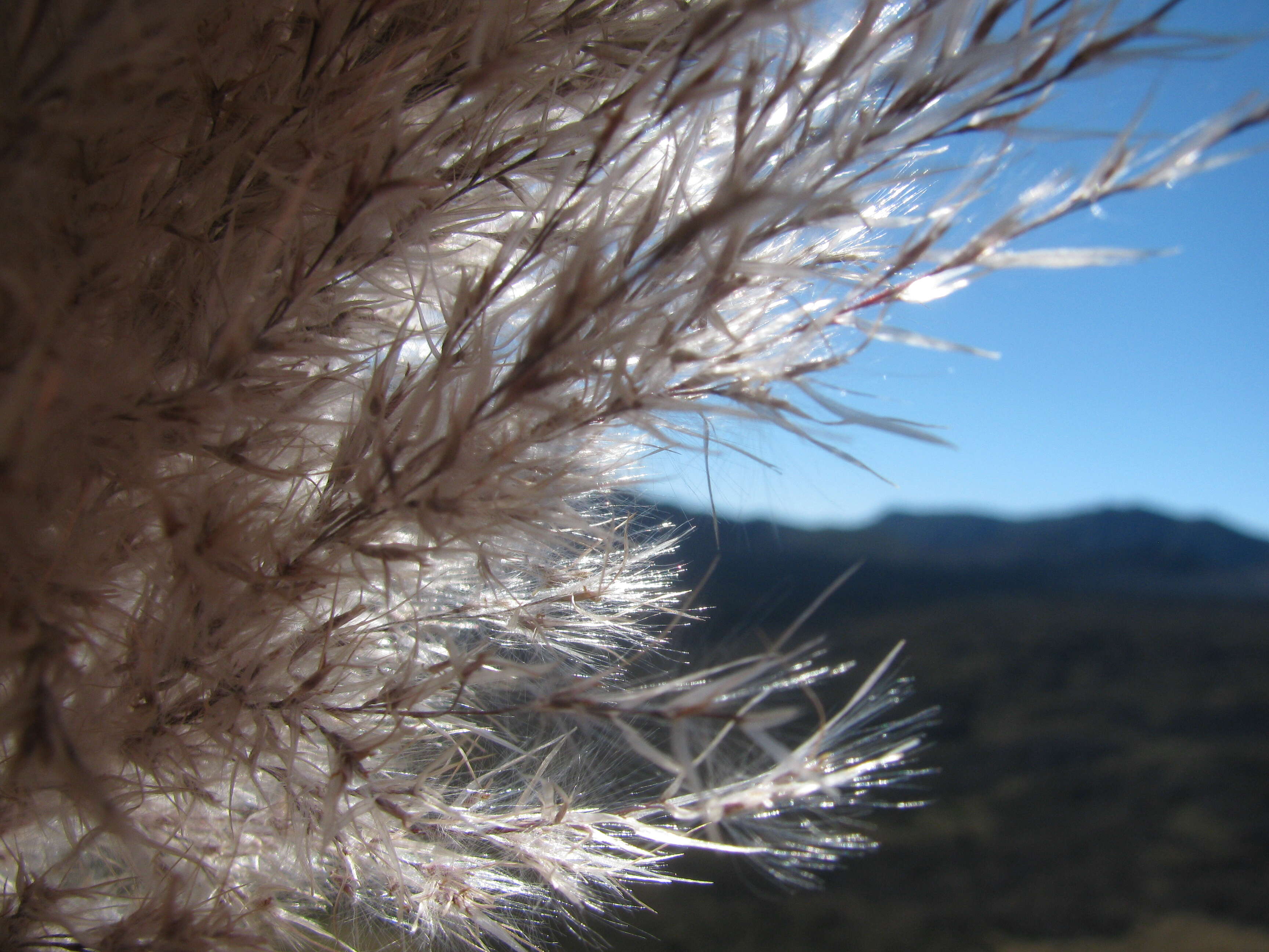 Image of purple pampas grass