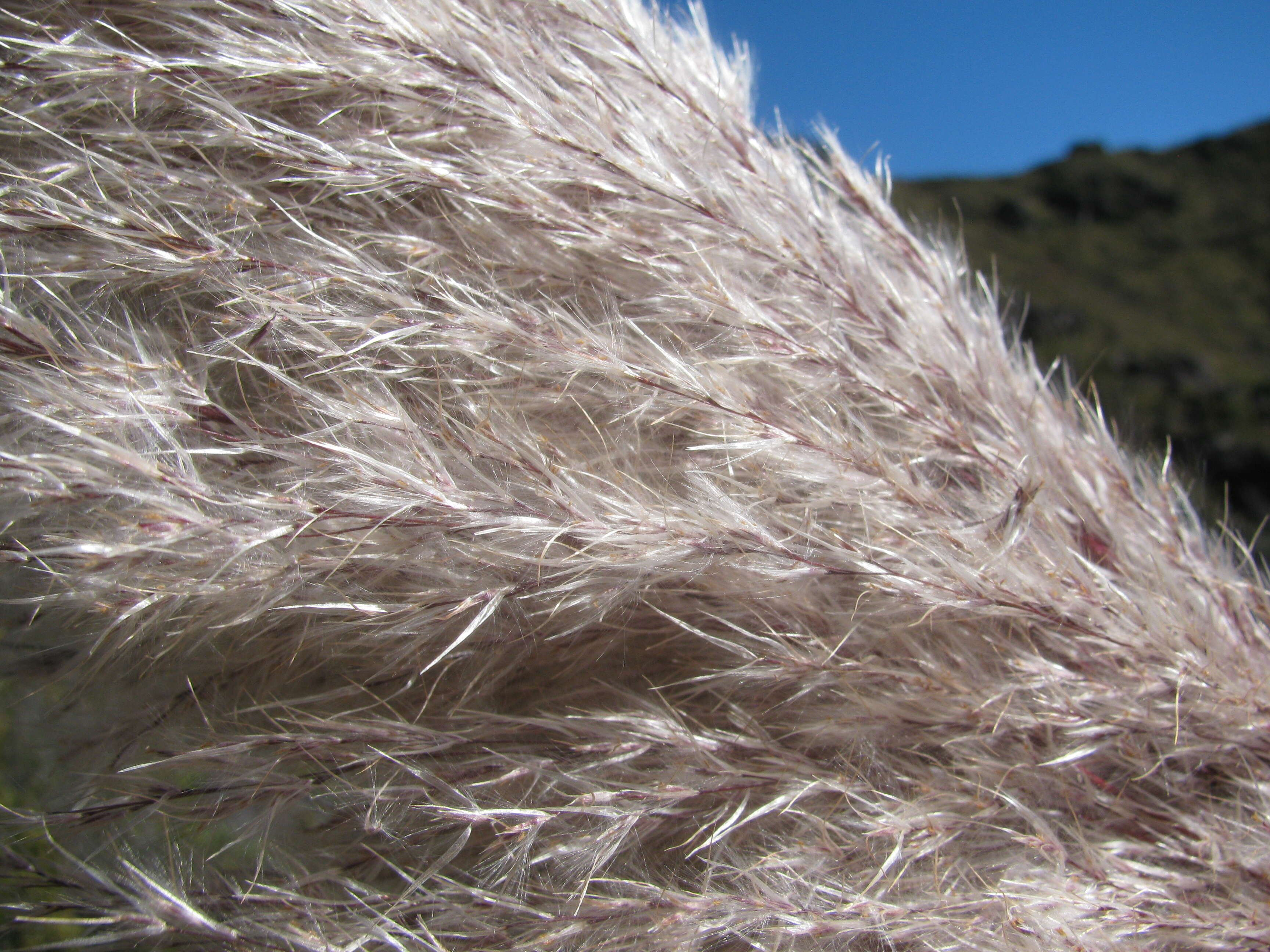 Image of purple pampas grass