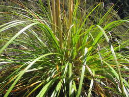 Image of purple pampas grass