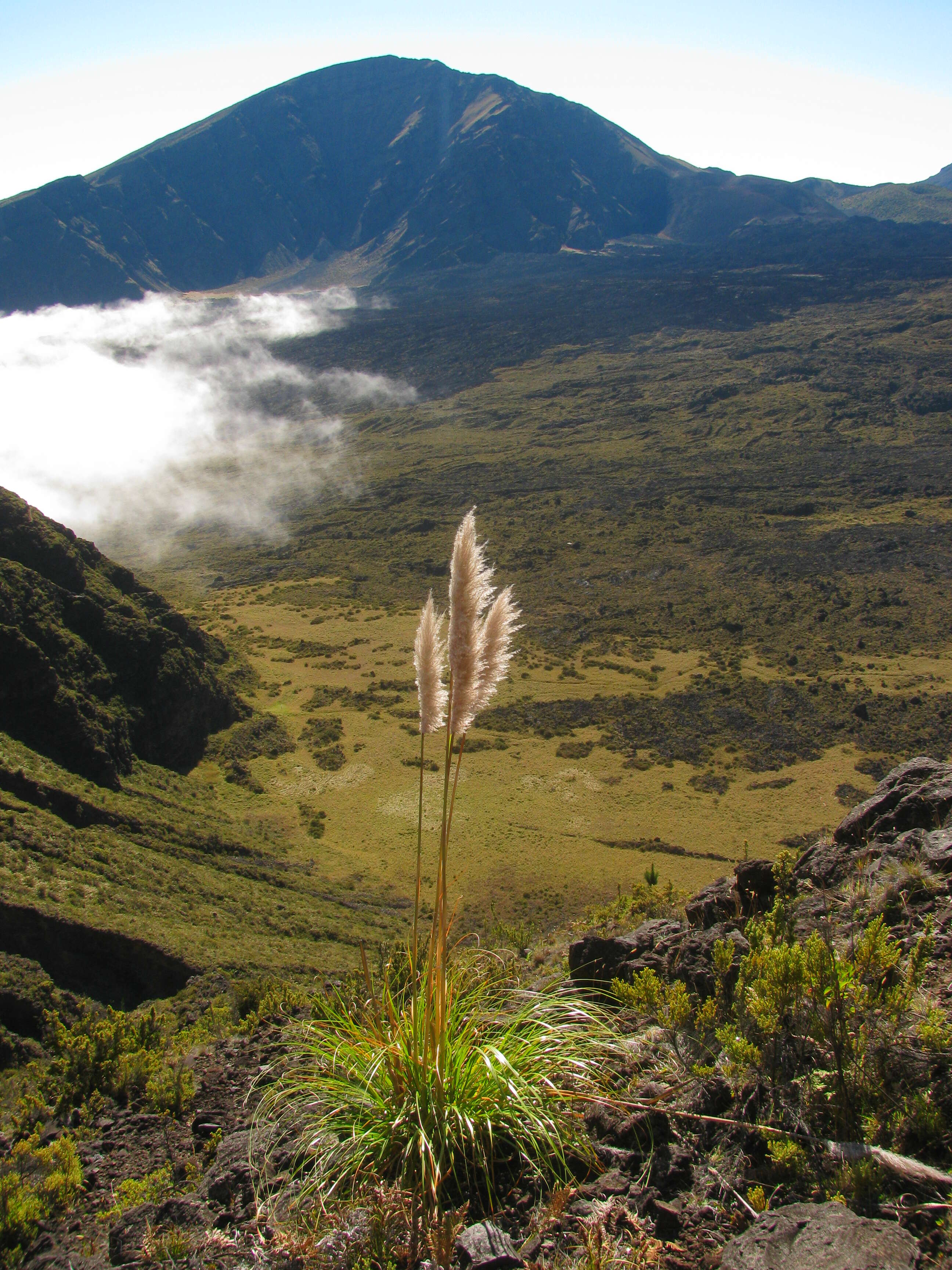 Image of purple pampas grass