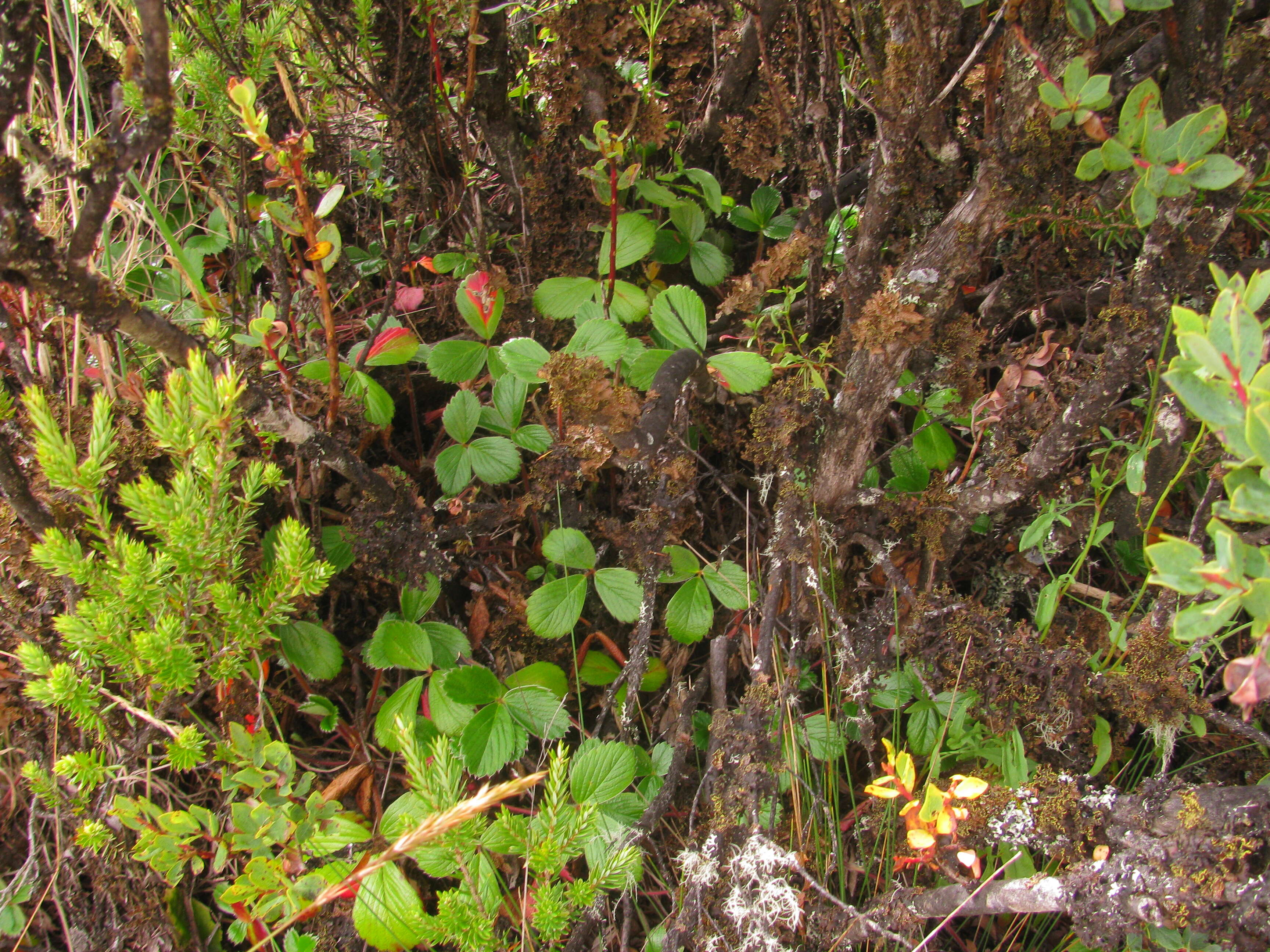 Image of beach strawberry