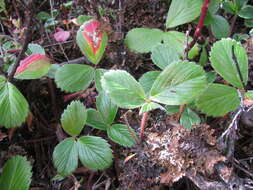 Image of beach strawberry